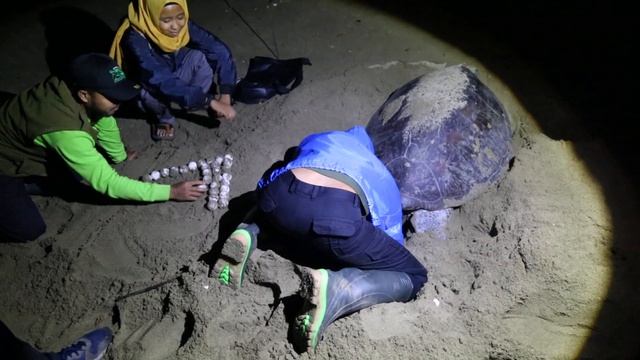 Морские черепахи пляжа Сукамаде смотреть онлайн