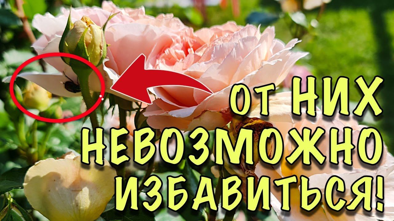 КТО ест ЛЕПЕСТКИ у РОЗ? ВРЕДИТЕЛИ, от которых НЕВОЗМОЖНО избавиться!