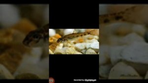 Как содержать пескаря обыкновенного