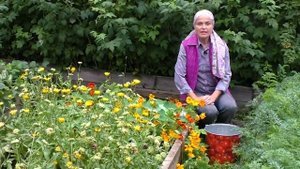 Секреты отличной малины. Супер подкормка для малины. Как увеличить плодоношение малины.