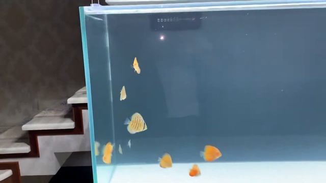 мальки дискуса смотреть онлайн