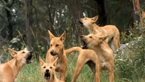 Динго — Dingo