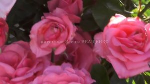 Цветущие, Плетистые Розы: Шнеевальцер, Лавиния, Розариум Ютерсен