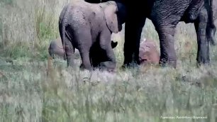 Tiny elephant's broken leg and caring elephant herd Сломанная ножка слоненка и его заботливое стадо