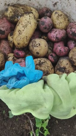 Выкопали картошку в последний день лета