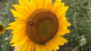 Подсолнух и расстояние до него.