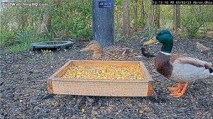 Кормушка всех накормит- и птиц и животных #кормушка#Огайо