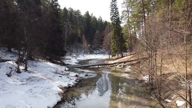 Весенний лес