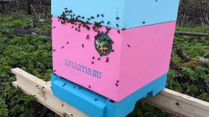 Какие цвета различают пчелы?