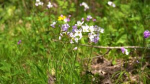 Марион (Франция) - Музыкальная и художественная жизнь.mp4