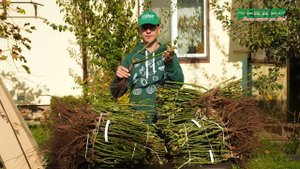 Розы с открытой корневой системой. Посадка и преимущества роз с ОКС.