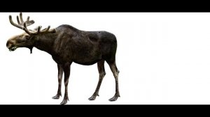 Лось - козел, Лось - олень, Лось - це салненький тюлень 10 минут