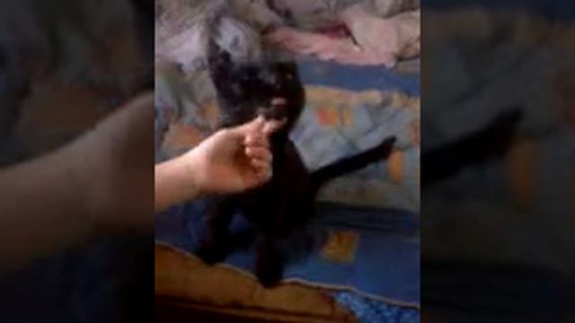 Прикол мой кот показывает язык смотреть онлайн