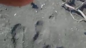 Как можно боронить мотоблоком НЕВА