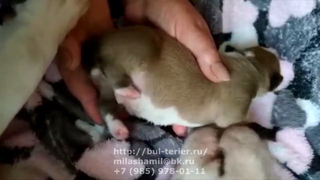 Мини бультерьер щенки в Москве | Bul-terier.ru