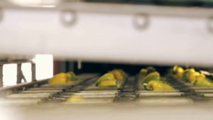 #097 Перцы. Профессиональная гидропоника в Голландии. Теплица с перцами (2-я серия).