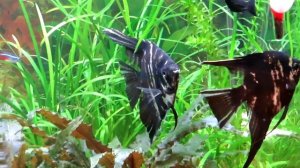 Рыбка скалярия. Моя история.