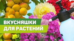 ЭТИ НУЖНЫЕ ПРЕПАРАТЫ ПОМОГУТ СОБРАТЬ НЕБЫВАЛЫЙ УРОЖАЙ