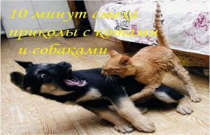 ? CATS 2021 FUNNY CATS AND CATS ? FUN WITH CATS AND CATS ?Funny Cats 2021?.mp4