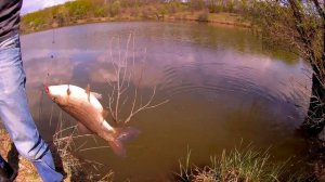 Ловля НА ПОПЛАВОЧНУЮ УДОЧКУ  карпа весной  СУПЕР поклевки карпа!!!#Рыба#Рыбалка#Карп#family#fishing