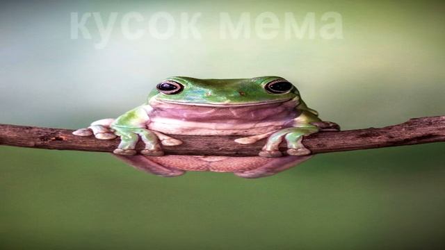 топ 5 или 6 лягушек смотреть онлайн