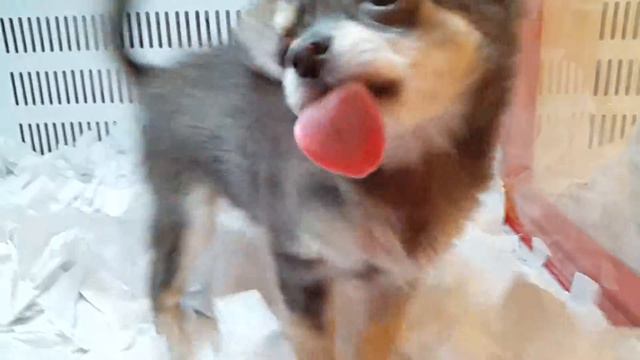 Япония зоомагазин смотреть онлайн