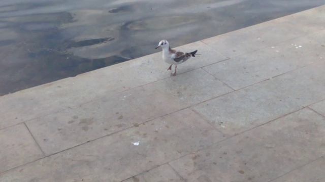 Молодая чайка отбирает еду у голубей и воробьев на озере Солдатском в Уфе