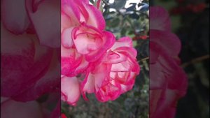 Плетистая роза "Хендель " Цветение 2022.