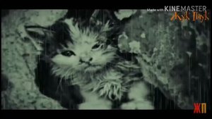 Самая грустная история про кота