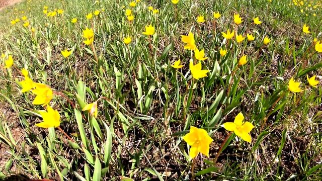 Скифские тюльпаны. Оренбургская область. смотреть онлайн