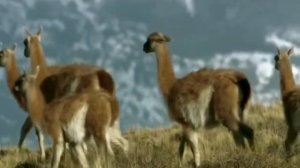 Гуанако - проживают на континенте более двух миллионов лет.