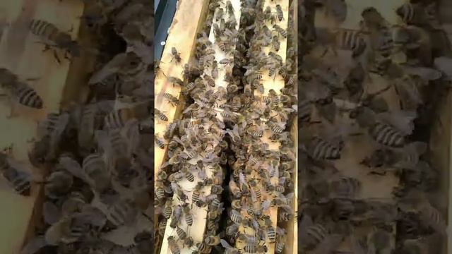 Дачное пчеловодство#пчëлы #мёд #Санкт-Петербург#сезон2022 смотреть онлайн