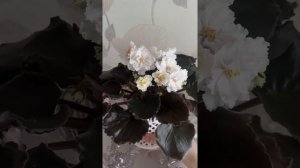 Фиалка ОС-А-Красное золото