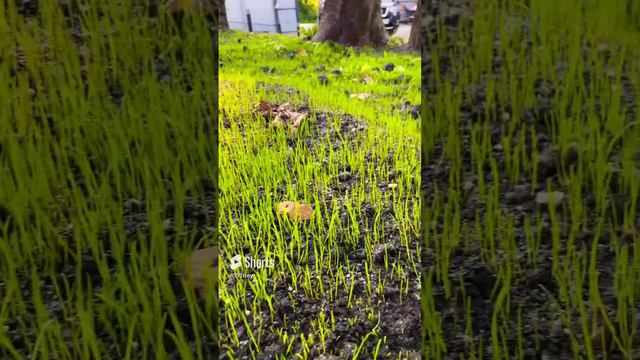 Автоматический полив газона смотреть онлайн