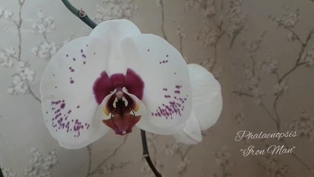 Орхидеи фаленопсис май'18