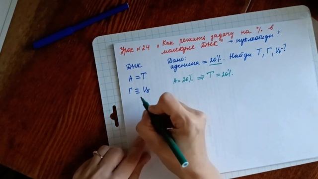 урок 24 "Как посчитать процент различных нуклеотидов в молекуле ДНК" смотреть онлайн