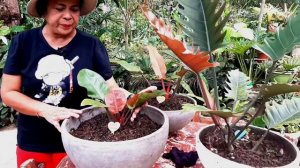 CHOCOLATE "choco" VARIETIES OF PHILODENDRON.