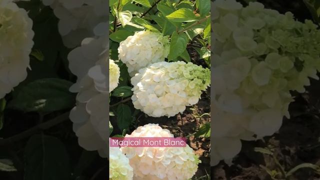 #magicalmontblanc #гортензия #hydrangea #садгортензий #hortensia #метельчатаягортензия #paniculata