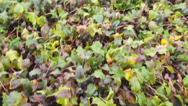 Свекла Кестрел от компании Саката. смотреть онлайн