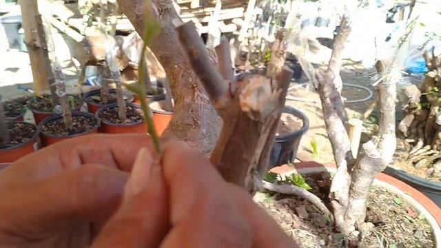 How to graft multi-colored bougainvillea + tips para mabuhay смотреть онлайн