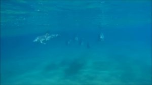 All About Dolphins for Kids: Dolphins for Children - FreeSchool