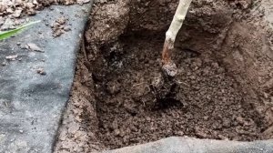 Посадка штамбовой розы осенью!