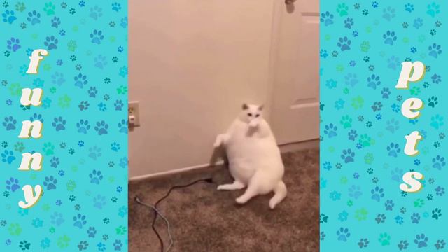 Приколы с животными  смешно до слез  приколы 2021