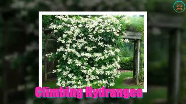 19 Best Pergola Plants Climbing Plants for Pergolas and Arbors
