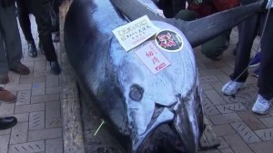 Тунец продан за 788 тыс. долларов