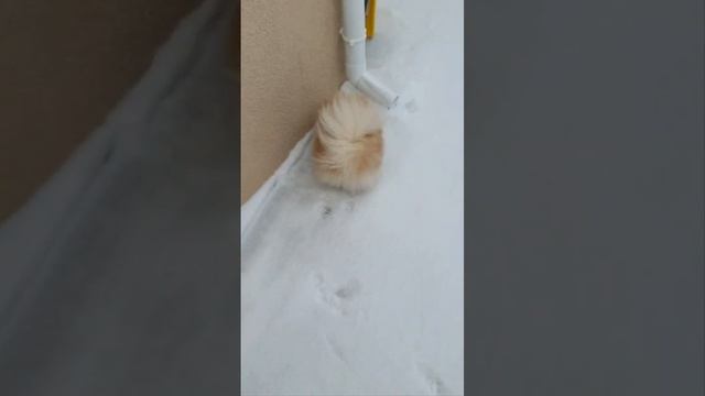 ну любим мы снег кушать. #шпиц #боня #снегесть