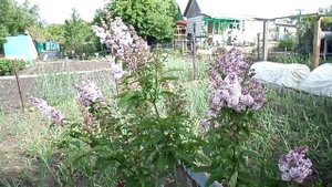Сирень Престон в моем саду