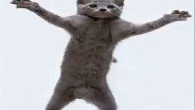 КОТ ТАНЦУЕТ ТАНЕЦ смотреть онлайн