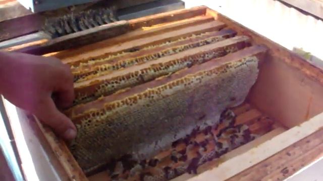 первая качка меда 2012 года смотреть онлайн