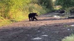 Медведь, Сибирь, Кузбасс, Голод!